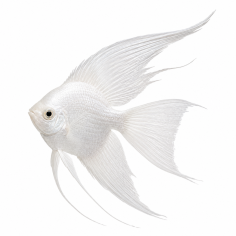 Pterophyllum scalare - Angel White Veil Tail - cm 5-6,5