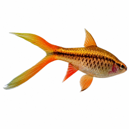 Puntius titteya - Cherry Barb longfin - Female - cm 3
