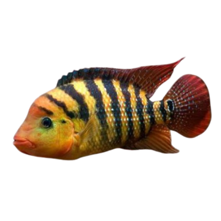 Cichlasoma Festae - cm 4