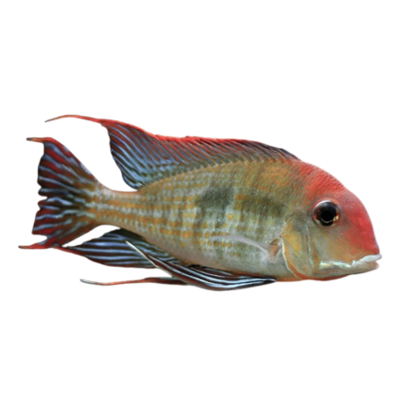 Geophagus - Geo Tapajos - cm 4