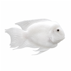 Cichlasoma sp. - Snow White Parrot 4 cm