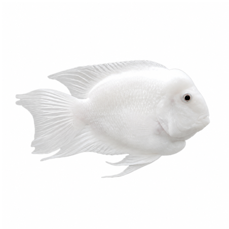 Cichlasoma sp. - Snow White Parrot 4 cm