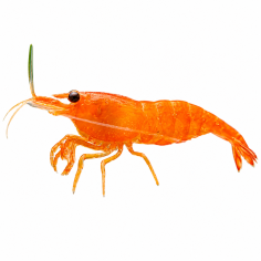 Neocaridina davidi - Orange Shrimp - M