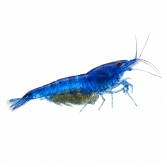 Neocaridina davidi - Blue Shrimp - cm 2,5