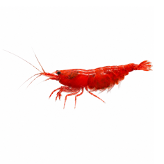 Neocaridina davidi - Fire Red Shrimp - cm 2,5
