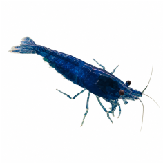 Neocaridina davidi - Blue cherry - cm 2,5