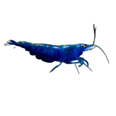 Neocaridina davidi - Blue Dream Shrimp - cm 2.5