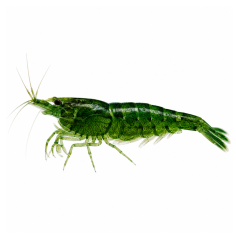 Neocaridina davidi - Deep Green Shrimp - cm 2,5