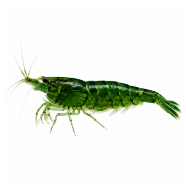 Neocaridina davidi - Deep Green Shrimp - cm 2,5