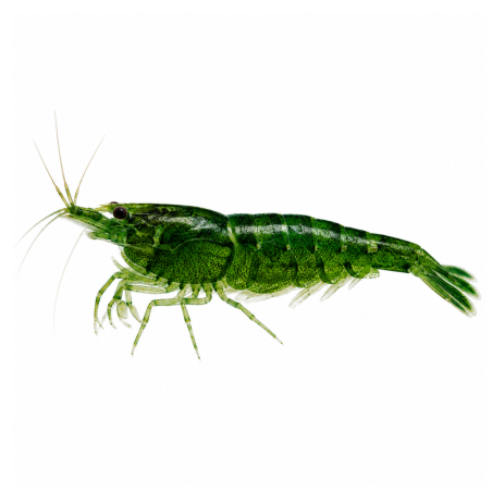 Neocaridina davidi - Deep Green Shrimp - cm 2,5