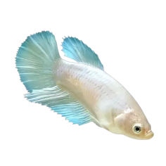 Betta splendens - Fighter Long Tail (female) cm 4-5