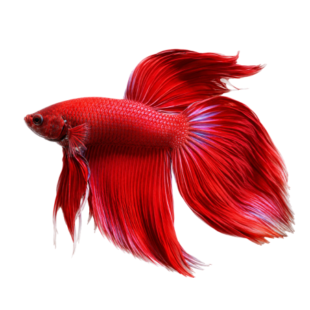 Betta splendens - Fighter Long Tail (male) 5 cm
