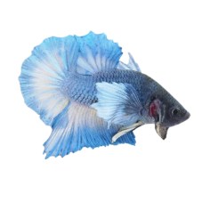 Betta splendens - Dumbo Big Ear HMPK (male) cm 5