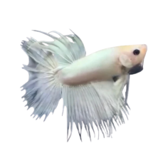 Betta splendens - Crown Tail Super White HG (male) cm 5