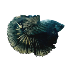 Betta splendens - Black Copper HM (male) cm 5