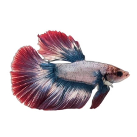 Betta splendens - HM French Flag (male) cm 5