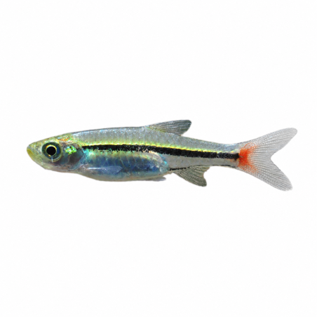 Rasbora Borapetensis - Green Red Tail - cm 2,5