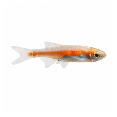 Microrasbora rubescens - Red Dwarf - cm 3