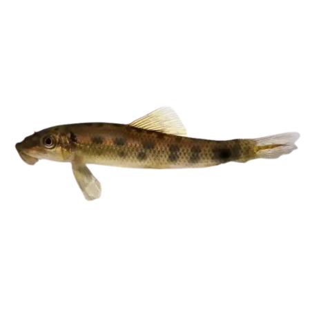 Gyrinocheilus aymonieri - Algae Eater Francy - cm 5