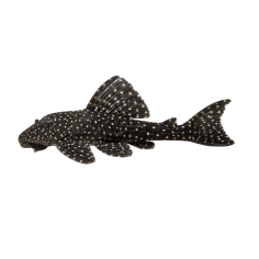 Leporacanthicus galaxias - L07 Galaxi Pleco - cm 3,5-4