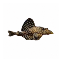 Hypostomus faveolus - L37 Honey Comb Mosaik Pleco - cm 3,5-4