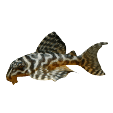 Hypancistrus seideli - L66 King Tiger Pleco -...
