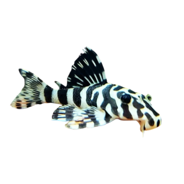 Peckoltia compta - L134 Leopard Frog Pleco - cm...
