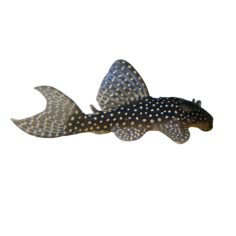 Hypancistrus contradens - L136 Angelicus Pleco - cm 3-3,5