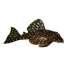 Hypancistrus inspector - L201 Orinoco Angel Pleco - cm 3-3,5