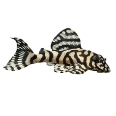 Hypancistrus seideli - L236 Cracked Pleco - cm 3-3,5