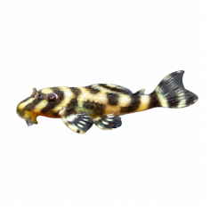 Hypancistrus debilatera - L270 Chocolate Pleco - cm 3-3,5