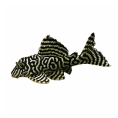 Hypancistrus seideli - L333 Maze Pleco - cm 3-3,5