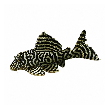 Hypancistrus seideli - L333 Maze Pleco - cm 3-3,5