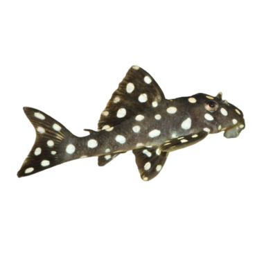 Scobinancistrus pariolispos - L368 Moon Pleco -...