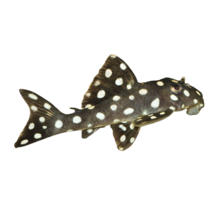 Scobinancistrus pariolispos - L368 Moon Pleco - cm 3-3,5