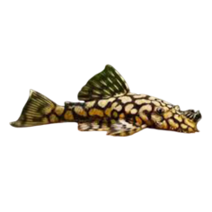 Ancistrus dolichopterus - L519 Honey Comb Bristlenose...