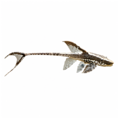 Sturisoma panamense - Royal Twing Cat Fish - cm 3,5-4