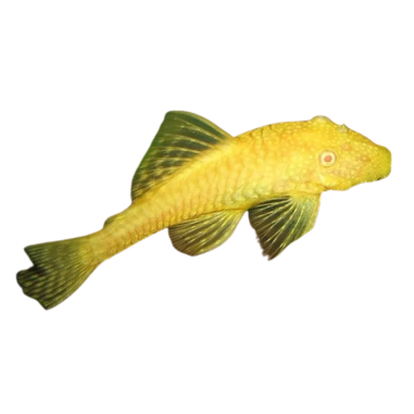 Ancistrus dolichopterus - Brushmouth Albino -...