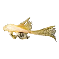Ancistrus dolichopterus - Brushmouth Albino Veil Tail -...