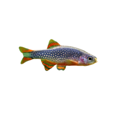 Celestichthys margaritatus - Microrasbora Galaxi - cm 2