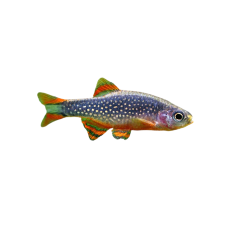 Celestichthys margaritatus - Microrasbora Galaxi - cm 2