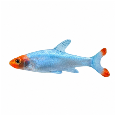 Sawbwa reslendendens - Neked Microrasbora - cm 3