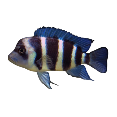 Cyphotilapia frontosa - Frontosa Burundi - cm 5-6