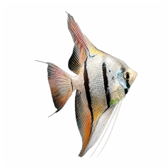 Pterophyllum scalare - Angel Peruvian - cm 4