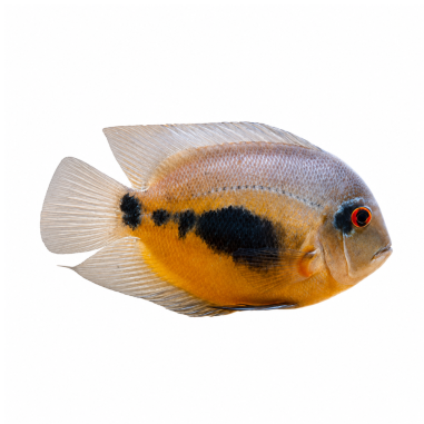 Uaru amphiacanthoides - Uaru - cm 3,5