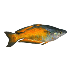 Melanotaenia parkinsoni - Parkinson Rainbow - cm 3,5-4