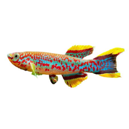 Aphyosemion gardneri - Gardneri Killifish - cm 3,5