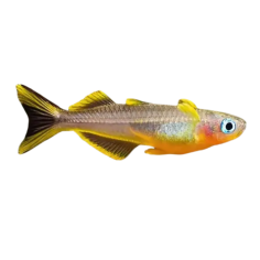 Popondetta furcata - Furcata - cm 2