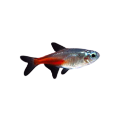 Paracheirodon innesi - Brilliant Neon Tetra - cm 2,5