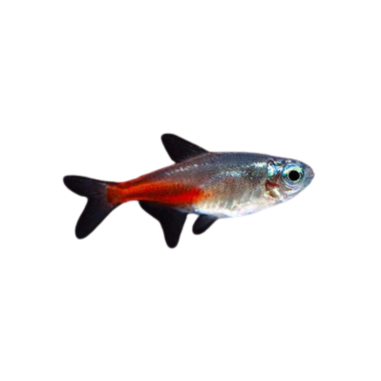 Paracheirodon innesi - Brilliant Neon Tetra -...